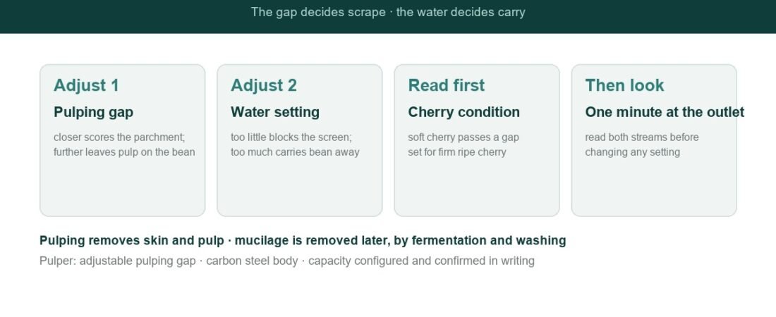 Coffee Pulping: Settings and Damage Control