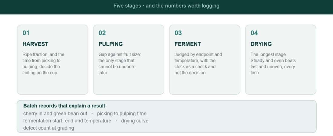 Coffee Processing: Complete Guide from Cherry to Green Bean
