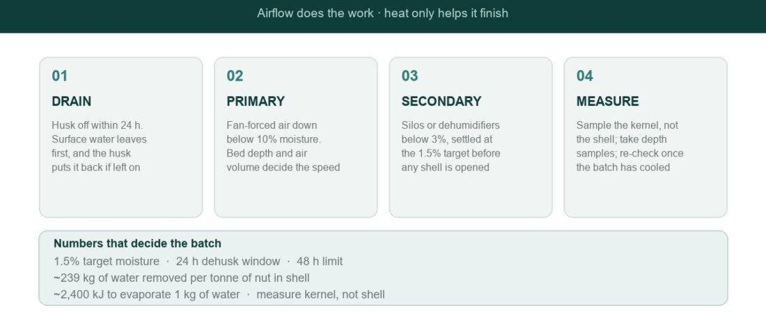 How to Dry Macadamia Nuts Before Cracking: Moisture, Airflow and Timing